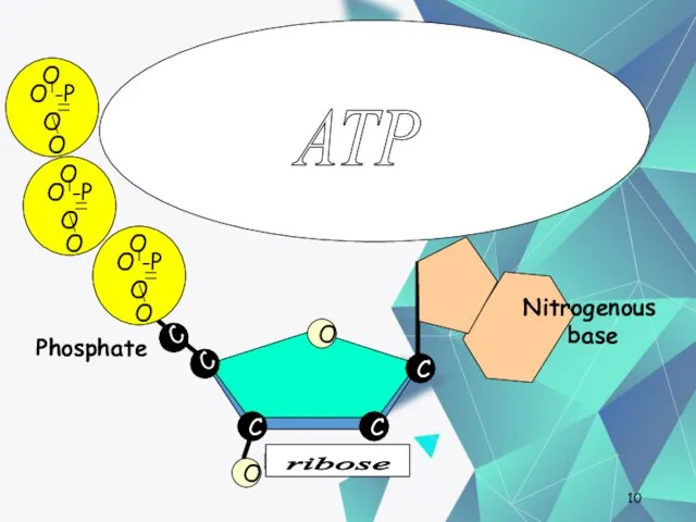 Nucleotides One deoxyribose together with its phosphate and base make a nucleotide. C