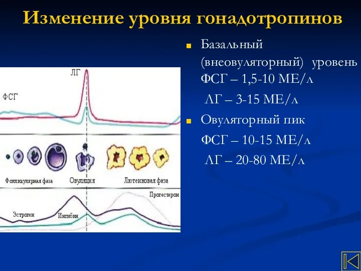 Изменение уровня гонадотропинов Базальный (внеовуляторный) уровень ФСГ – 1,5-10 МЕ/л ЛГ – 3-15