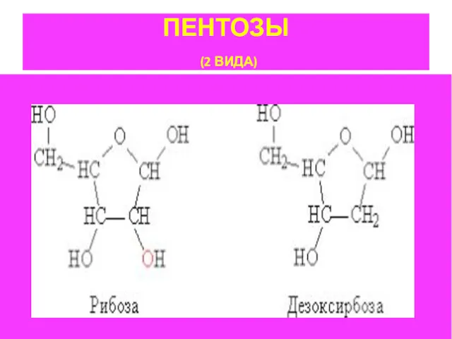 ПЕНТОЗЫ (2 ВИДА)