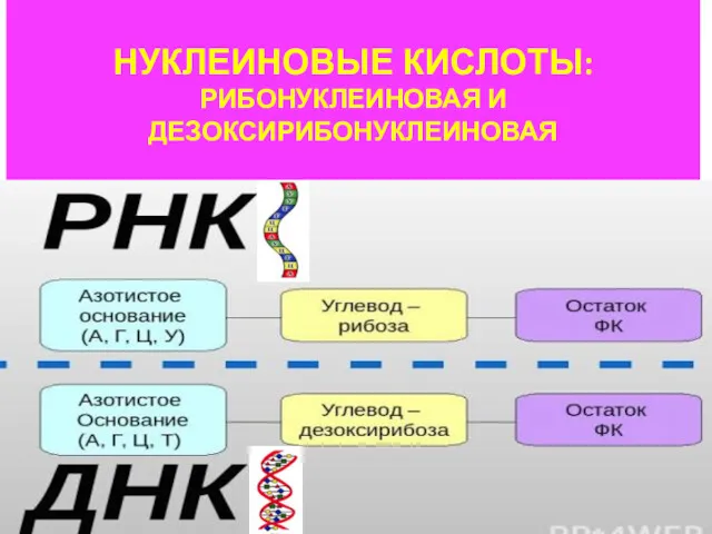 НУКЛЕИНОВЫЕ КИСЛОТЫ: РИБОНУКЛЕИНОВАЯ И ДЕЗОКСИРИБОНУКЛЕИНОВАЯ