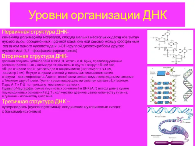 Уровни организации ДНК Первичная структура ДНК- линейная полимерная молекула, каждая