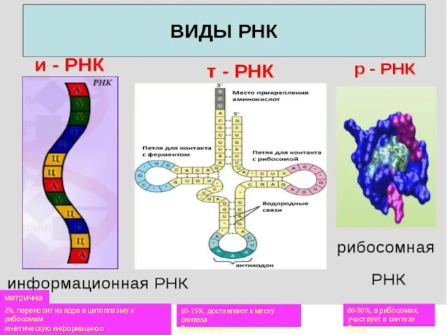 матричная 2%, переносит из ядра в цитоплазму к рибосомам генетическую