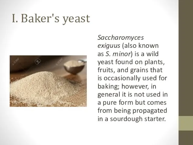 I. Baker's yeast Saccharomyces exiguus (also known as S. minor)