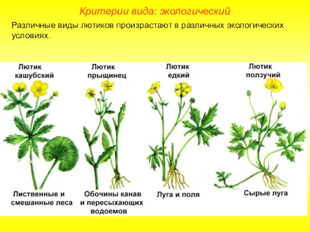 Различные виды лютиков произрастают в различных экологических условиях. Критерии вида: экологический