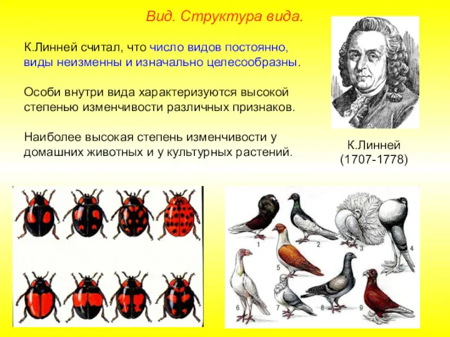 Вид. Структура вида. К.Линней считал, что число видов постоянно, виды