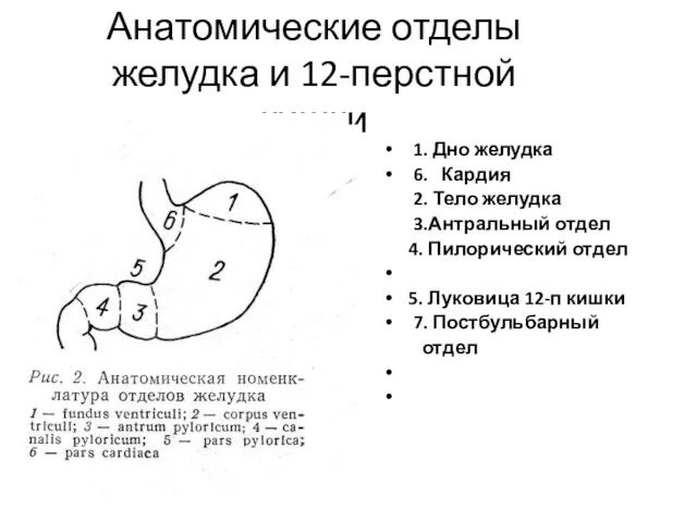 Анатомические отделы желудка и 12-перстной кишки 1. Дно желудка 6.