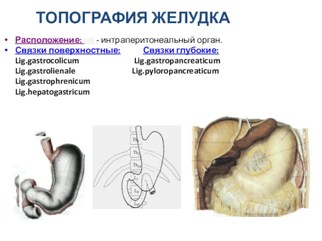 ТОПОГРАФИЯ ЖЕЛУДКА Расположение: не - интраперитонеальный орган. Связки поверхностные: Связки