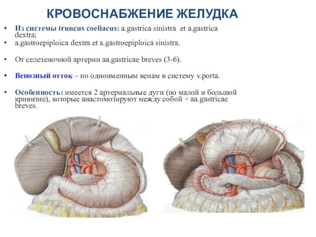 КРОВОСНАБЖЕНИЕ ЖЕЛУДКА Из системы truncus coeliacus: a.gastrica sinistra et a.gastrica