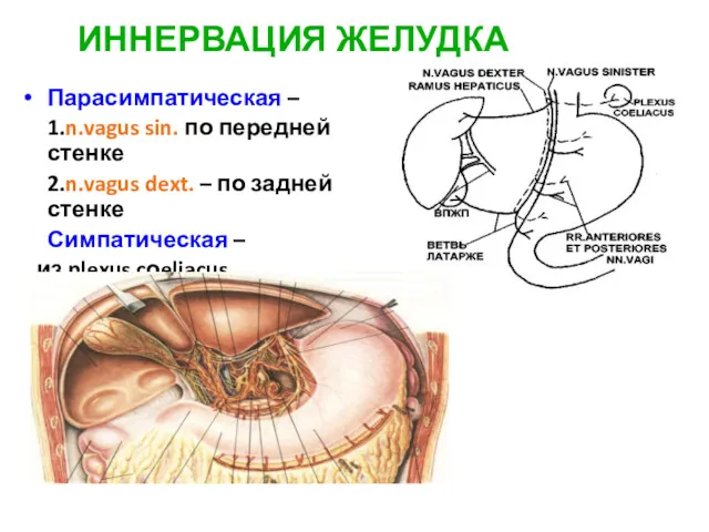 ИННЕРВАЦИЯ ЖЕЛУДКА Парасимпатическая – 1.n.vagus sin. по передней стенке 2.n.vagus