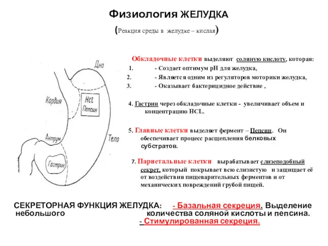 Физиология ЖЕЛУДКА (Реакция среды в желудке – кислая) Обкладочные клетки