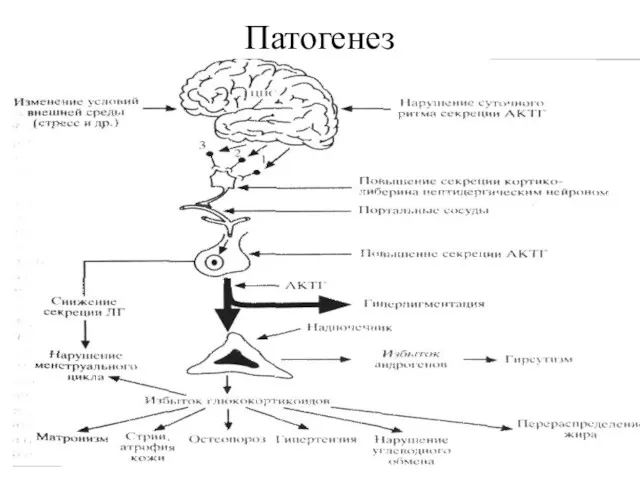 Патогенез