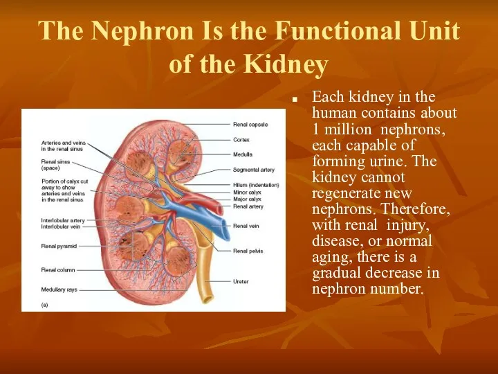 The Nephron Is the Functional Unit of the Kidney Each kidney in the