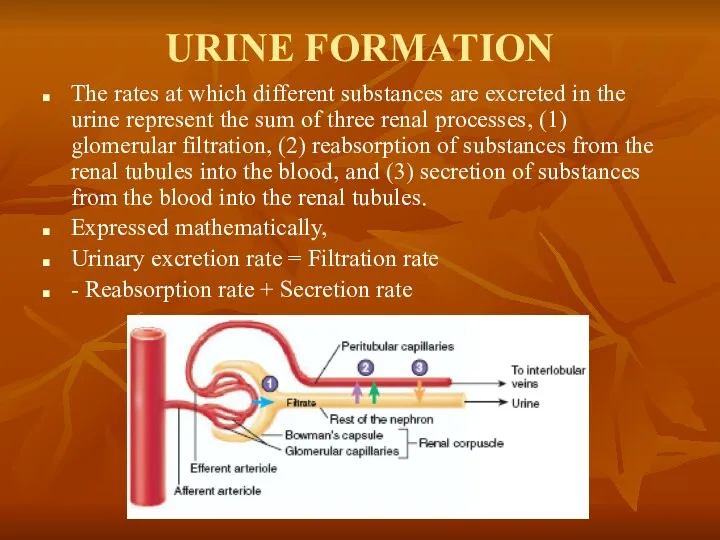 URINE FORMATION The rates at which different substances are excreted in the urine
