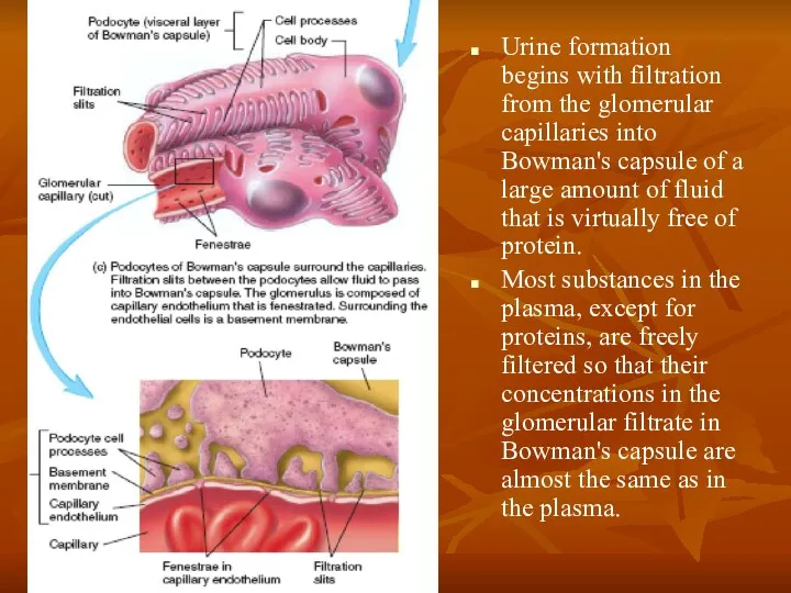 Urine formation begins with filtration from the glomerular capillaries into Bowman's capsule of