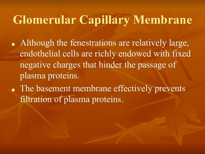 Glomerular Capillary Membrane Although the fenestrations are relatively large, endothelial cells are richly
