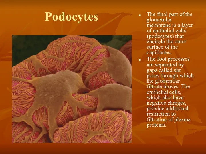 Podocytes The final part of the glomerular membrane is a layer of epithelial