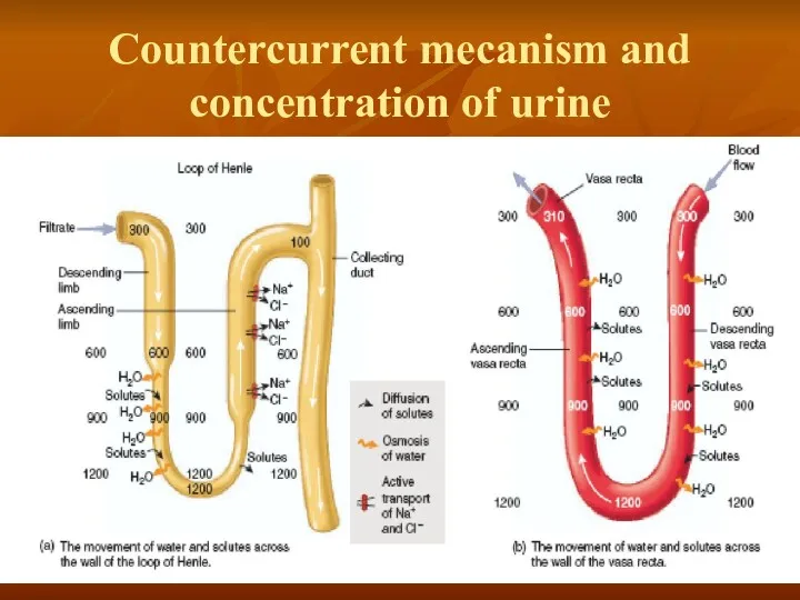 Countercurrent mecanism and concentration of urine