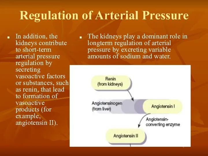 Regulation of Arterial Pressure In addition, the kidneys contribute to short-term arterial pressure