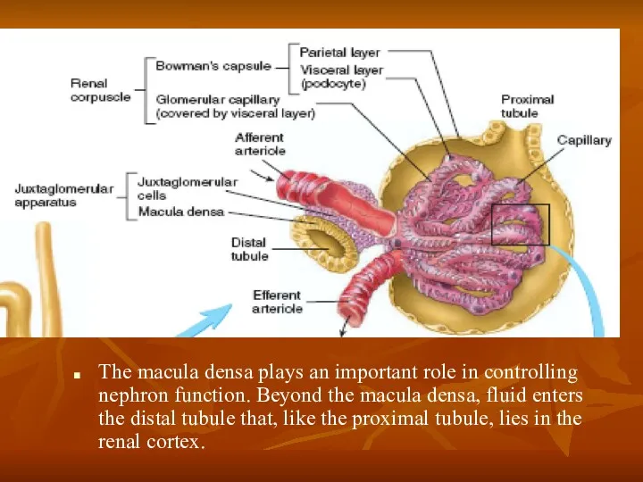 The macula densa plays an important role in controlling nephron function. Beyond the