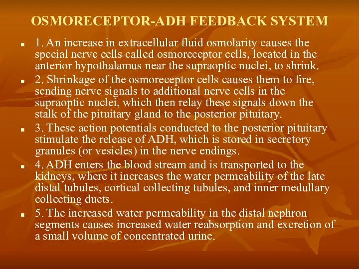 OSMORECEPTOR-ADH FEEDBACK SYSTEM 1. An increase in extracellular fluid osmolarity causes the special