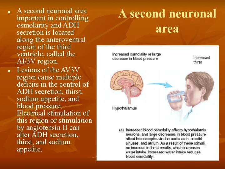 A second neuronal area A second neuronal area important in controlling osmolarity and