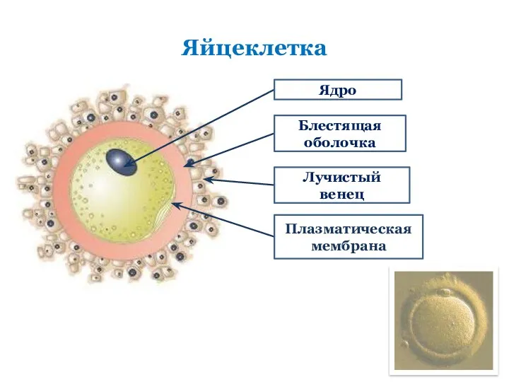 Яйцеклетка Ядро Блестящая оболочка Плазматическая мембрана Лучистый венец