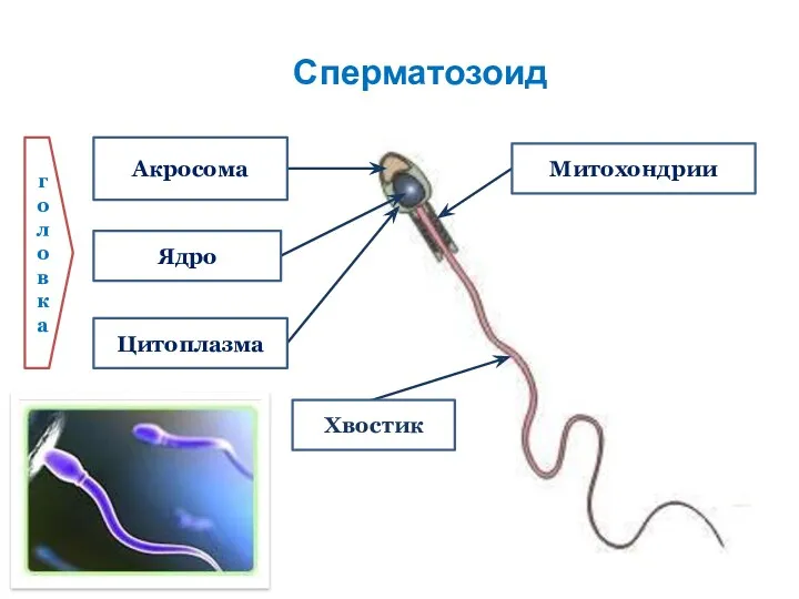 Сперматозоид Акросома Ядро Митохондрии Цитоплазма Хвостик головка