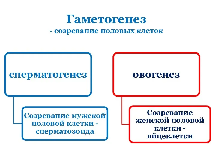 Гаметогенез - созревание половых клеток