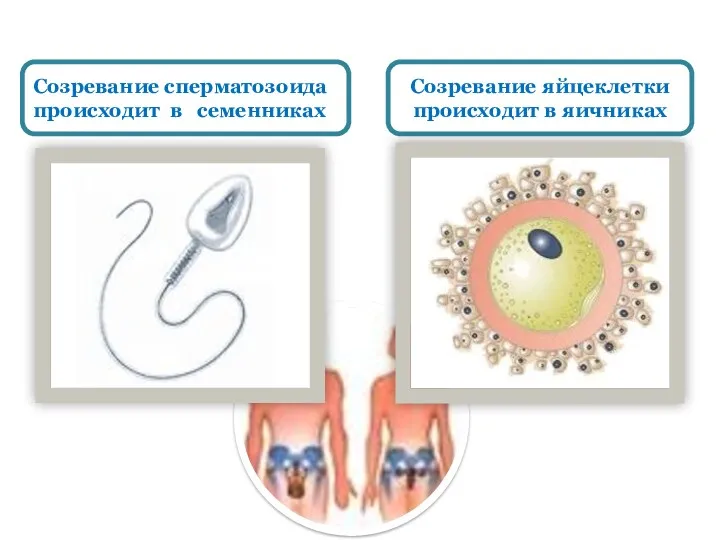 Созревание сперматозоида происходит в семенниках Созревание яйцеклетки происходит в яичниках