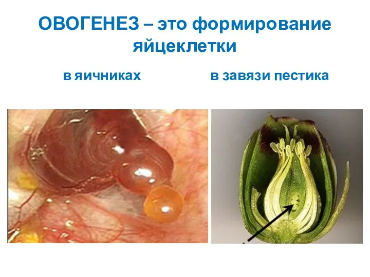 ОВОГЕНЕЗ – это формирование яйцеклетки в яичниках в завязи пестика