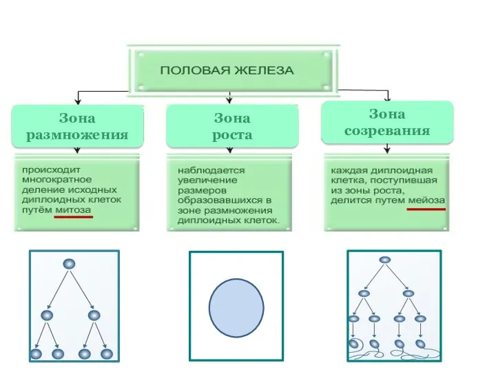 Зона размножения Зона роста Зона созревания