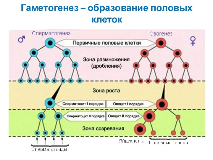 Гаметогенез – образование половых клеток