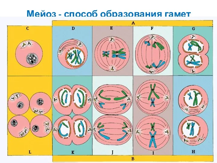 Мейоз - способ образования гамет