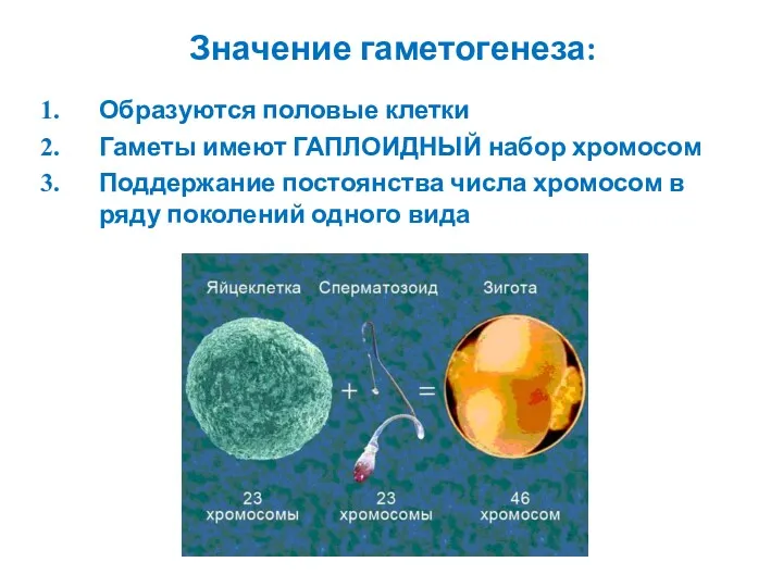 Значение гаметогенеза: Образуются половые клетки Гаметы имеют ГАПЛОИДНЫЙ набор хромосом