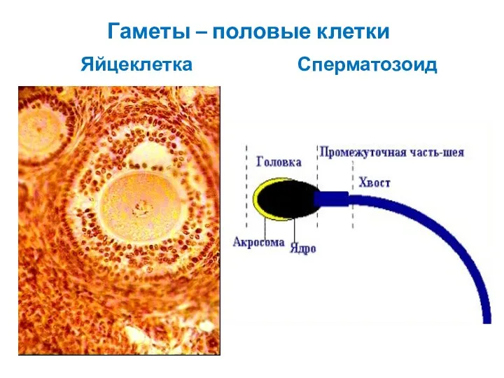 Гаметы – половые клетки Яйцеклетка Сперматозоид