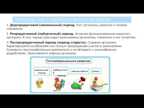 1. Дорепродуктивнй (ювенильный) период. Рост организма, развитие и половое созревание.