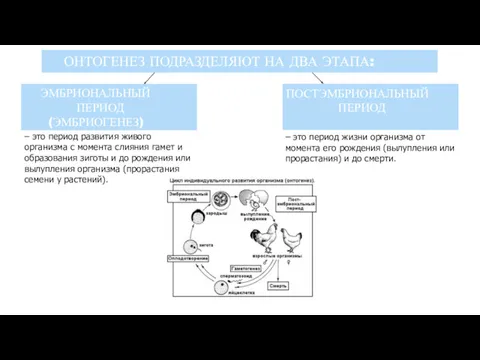 ОНТОГЕНЕЗ ПОДРАЗДЕЛЯЮТ НА ДВА ЭТАПА: ЭМБРИОНАЛЬНЫЙ ПЕРИОД (ЭМБРИОГЕНЕЗ) ПОСТЭМБРИОНАЛЬНЫЙ ПЕРИОД