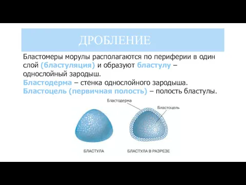 ДРОБЛЕНИЕ Бластомеры морулы располагаются по периферии в один слой (бластуляция)