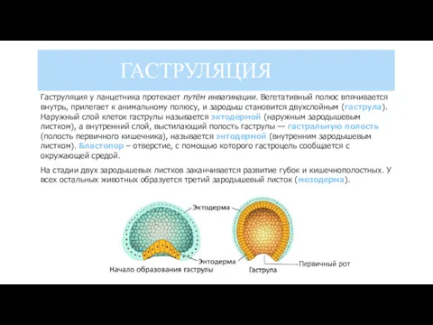 Гаструляция у ланцетника протекает путём инвагинации. Вегетативный полюс впячивается внутрь,