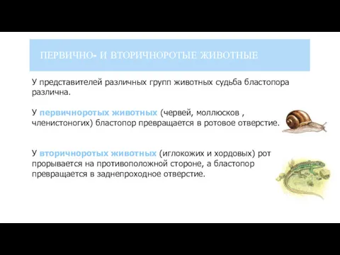 ПЕРВИЧНО- И ВТОРИЧНОРОТЫЕ ЖИВОТНЫЕ У представителей различных групп животных судьба