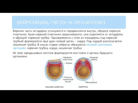 Верхняя часть эктодермы утолщается и передвигается внутрь, образуя нервную пластинку.