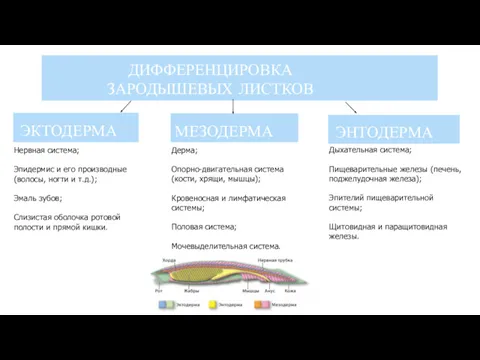 ДИФФЕРЕНЦИРОВКА ЗАРОДЫШЕВЫХ ЛИСТКОВ ЭКТОДЕРМА МЕЗОДЕРМА ЭНТОДЕРМА Нервная система; Эпидермис и