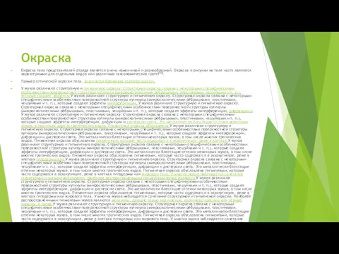 Окраска Окраска тела представителей отряда является очень изменчивой и разнообразной.