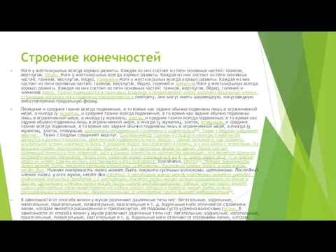 Строение конечностей Ноги у жесткокрылых всегда хорошо развиты. Каждая из