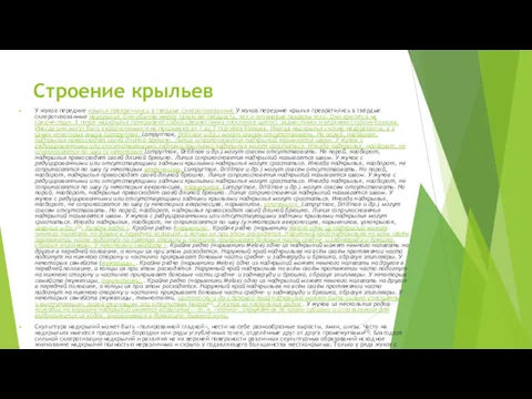 Строение крыльев У жуков передние крылья превратились в твёрдые склеротизованные