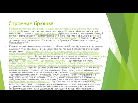 Строение брюшка Брюшко состоит из сегментов. Каждый сегмент брюшка состоит