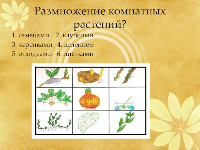 Размножение комнатных растений? 1. семенами 2. клубнями 3. черенками 4. делением 5. отводками 6. листками