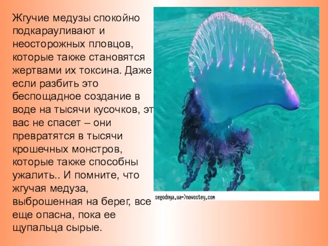 Жгучие медузы спокойно подкарауливают и неосторожных пловцов, которые также становятся