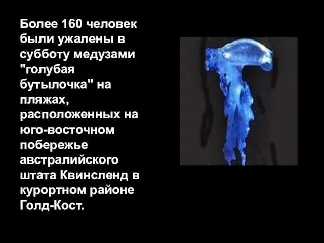 Более 160 человек были ужалены в субботу медузами "голубая бутылочка"