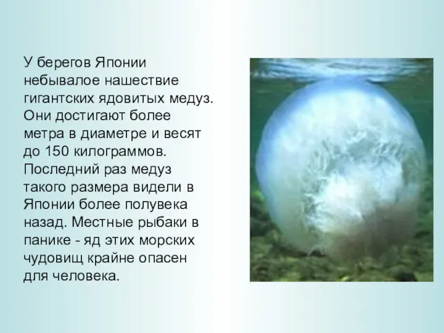 У берегов Японии небывалое нашествие гигантских ядовитых медуз. Они достигают